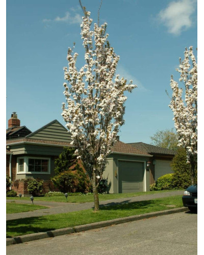 Сакура дрібнопильчаста Аманогава | Сакура мелкопильчатая Аманогава | Prunus serrulata Amanogawa