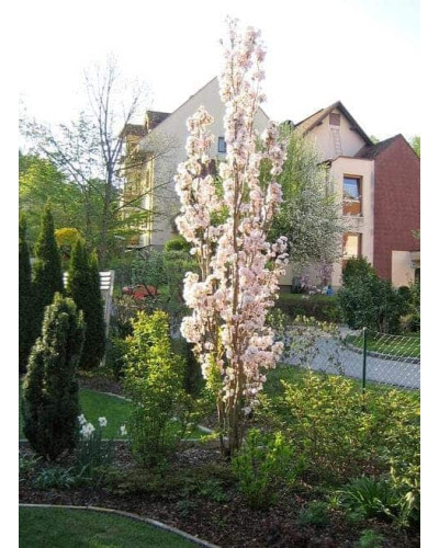 Сакура дрібнопильчаста Аманогава | Сакура мелкопильчатая Аманогава | Prunus serrulata Amanogawa