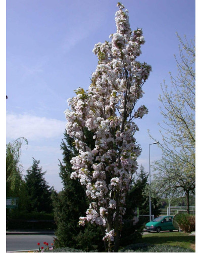 Сакура дрібнопильчаста Аманогава | Сакура мелкопильчатая Аманогава | Prunus serrulata Amanogawa