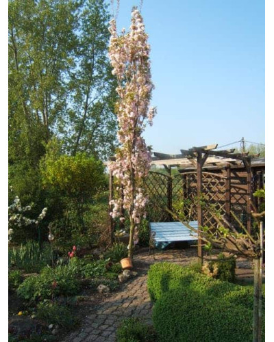 Сакура дрібнопильчаста Аманогава | Сакура мелкопильчатая Аманогава | Prunus serrulata Amanogawa