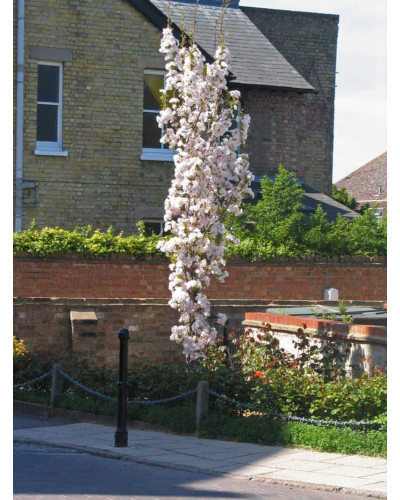 Сакура дрібнопильчаста Аманогава | Сакура мелкопильчатая Аманогава | Prunus serrulata Amanogawa