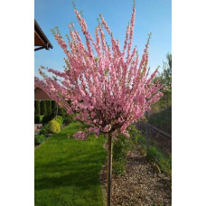 Мигдаль трилопатевий Плена на штамбі |  Prunus triloba Plena on shtambe | Миндаль трёхлопастной Плена на штамбе