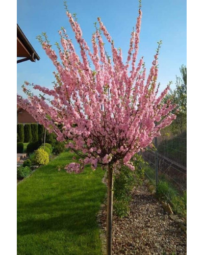 Мигдаль трилопатевий Плена на штамбі | Prunus triloba Plena on shtambe | Миндаль трёхлопастной Плена на штамбе