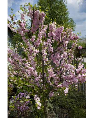 Мигдаль трилопатевий Плена на штамбі | Prunus triloba Plena on shtambe | Миндаль трёхлопастной Плена на штамбе