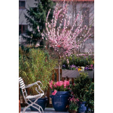 Мигдаль трилопатевий Плена на штамбі |  Prunus triloba Plena on shtambe | Миндаль трёхлопастной Плена на штамбе