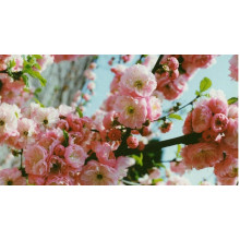 Мигдаль трилопатевий Плена на штамбі |  Prunus triloba Plena on shtambe | Миндаль трёхлопастной Плена на штамбе