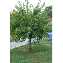 Мигдаль трилопатевий Плена на штамбі |  Prunus triloba Plena on shtambe | Миндаль трёхлопастной Плена на штамбе