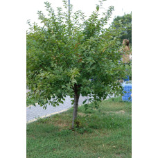 Мигдаль трилопатевий Плена на штамбі |  Prunus triloba Plena on shtambe | Миндаль трёхлопастной Плена на штамбе