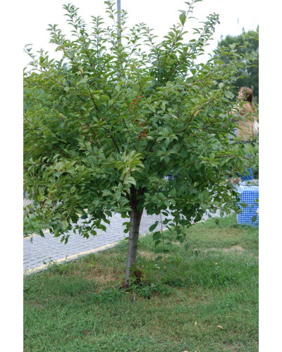 Мигдаль трилопатевий Плена на штамбі | Prunus triloba Plena on shtambe | Миндаль трёхлопастной Плена на штамбе