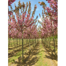 Мигдаль трилопатевий Плена на штамбі |  Prunus triloba Plena on shtambe | Миндаль трёхлопастной Плена на штамбе