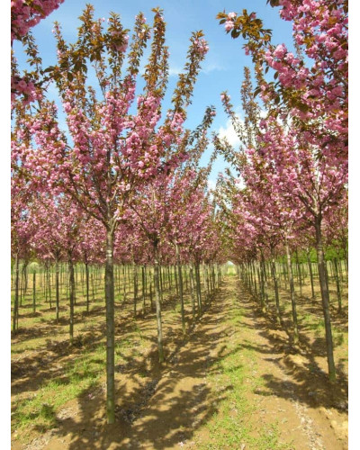 Мигдаль трилопатевий Плена на штамбі | Prunus triloba Plena on shtambe | Миндаль трёхлопастной Плена на штамбе