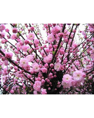 Мигдаль трилопатевий Плена на штамбі | Prunus triloba Plena on shtambe | Миндаль трёхлопастной Плена на штамбе
