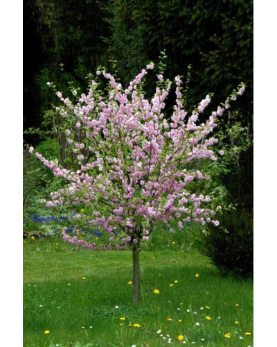 Мигдаль трилопатевий Плена на штамбі | Prunus triloba Plena on shtambe | Миндаль трёхлопастной Плена на штамбе