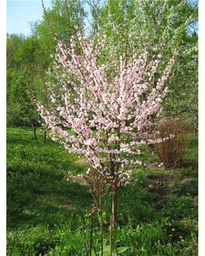 Мигдаль трилопатевий Плена на штамбі | Prunus triloba Plena on shtambe | Миндаль трёхлопастной Плена на штамбе