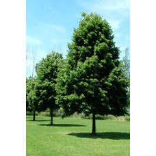 Липа європейська Палліда | Tilia europaea Pallida | Липа европейская Паллида