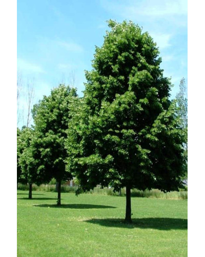 Липа європейська Палліда | Tilia europaea Pallida | Липа европейская Паллида