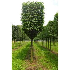 Липа європейська Палліда | Tilia europaea Pallida | Липа европейская Паллида