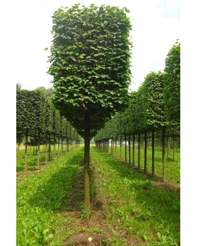 Липа європейська Палліда | Tilia europaea Pallida | Липа европейская Паллида