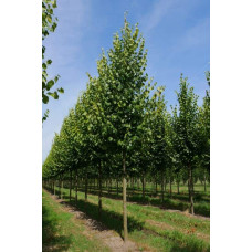 Липа європейська Палліда | Tilia europaea Pallida | Липа европейская Паллида