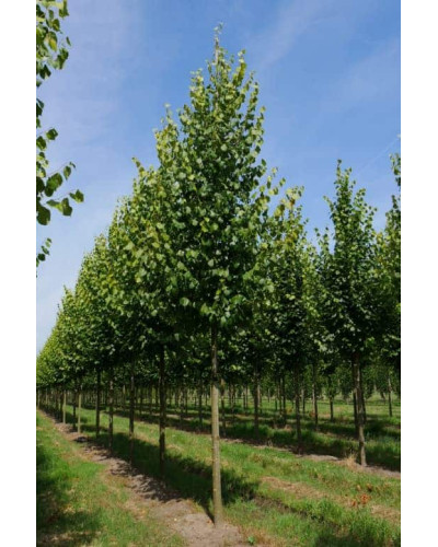 Липа європейська Палліда | Tilia europaea Pallida | Липа европейская Паллида