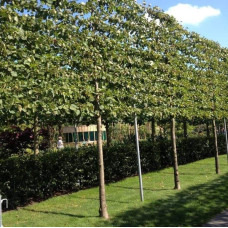 Липа європейська Палліда | Tilia europaea Pallida | Липа европейская Паллида