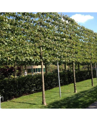 Липа європейська Палліда | Tilia europaea Pallida | Липа европейская Паллида