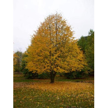 Липа європейська Палліда | Tilia europaea Pallida | Липа европейская Паллида
