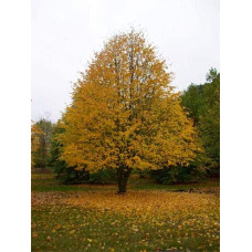 Липа європейська Палліда | Tilia europaea Pallida | Липа европейская Паллида