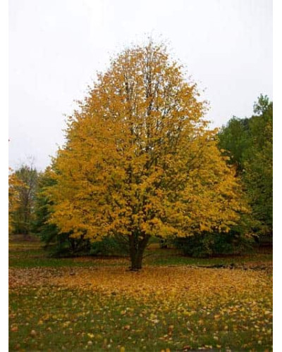 Липа європейська Палліда | Tilia europaea Pallida | Липа европейская Паллида