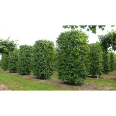 Липа європейська Палліда | Tilia europaea Pallida | Липа европейская Паллида