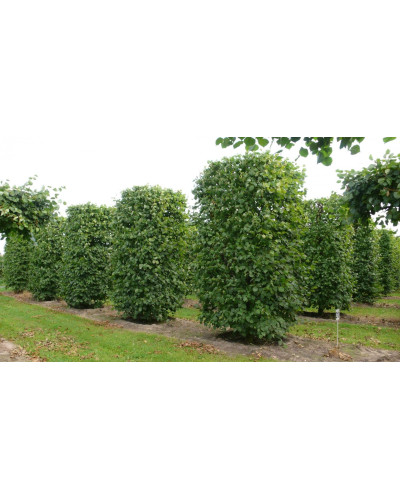Липа європейська Палліда | Tilia europaea Pallida | Липа европейская Паллида