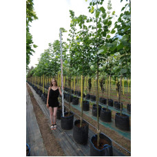 Липа європейська Палліда | Tilia europaea Pallida | Липа европейская Паллида