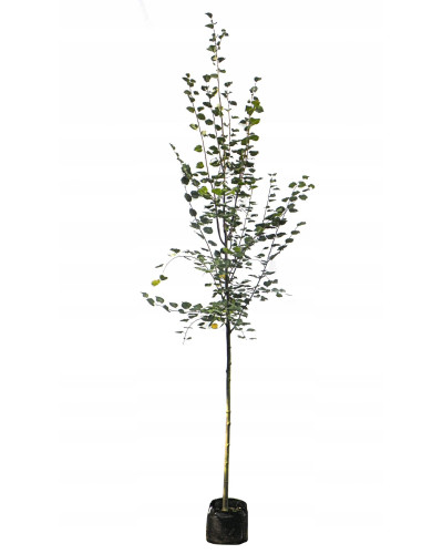 Липа європейська Палліда | Tilia europaea Pallida | Липа европейская Паллида