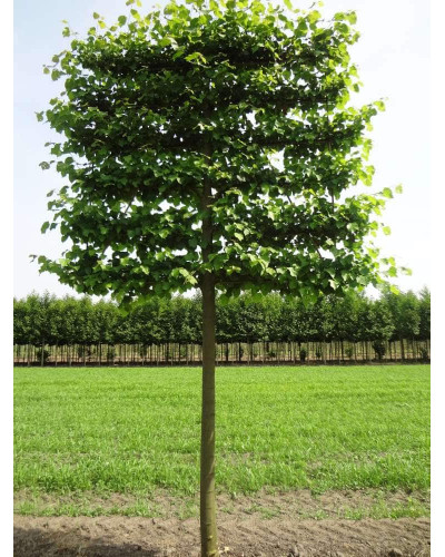 Липа європейська Палліда | Tilia europaea Pallida | Липа европейская Паллида