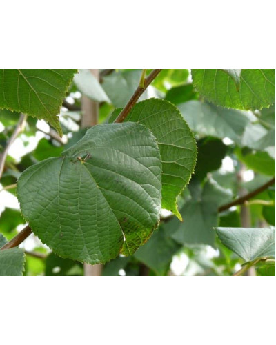 Липа європейська Палліда | Tilia europaea Pallida | Липа европейская Паллида