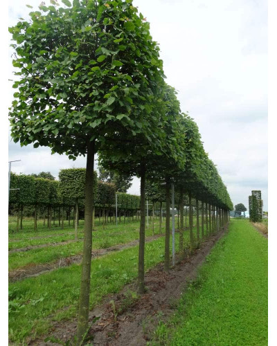 Липа європейська Палліда | Tilia europaea Pallida | Липа европейская Паллида