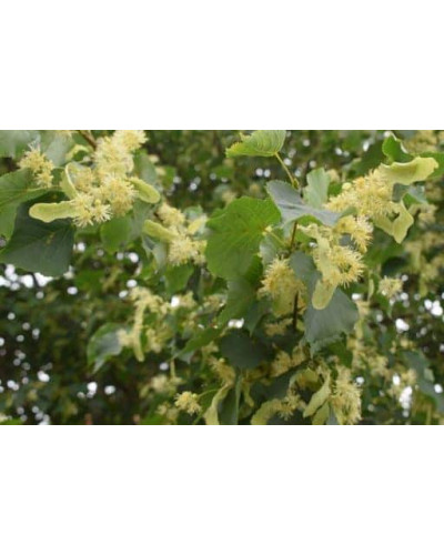 Липа європейська Палліда | Tilia europaea Pallida | Липа европейская Паллида