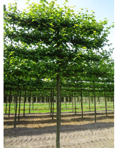 Липа європейська Палліда | Tilia europaea Pallida | Липа европейская Паллида