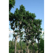 Ясен звичайний Кріспа | Ясень обыкновенный Криспа | Fraxinus excelsior Crispa