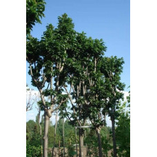 Ясен звичайний Кріспа | Ясень обыкновенный Криспа | Fraxinus excelsior Crispa