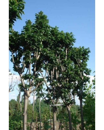 Ясен звичайний Кріспа | Ясень обыкновенный Криспа | Fraxinus excelsior Crispa