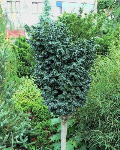 Ясен звичайний Кріспа | Ясень обыкновенный Криспа | Fraxinus excelsior Crispa