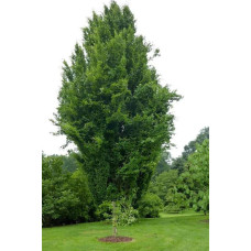 Бук лісовий Девік | Fagus sylvatica Dawyck | Бук лесной Дэвик