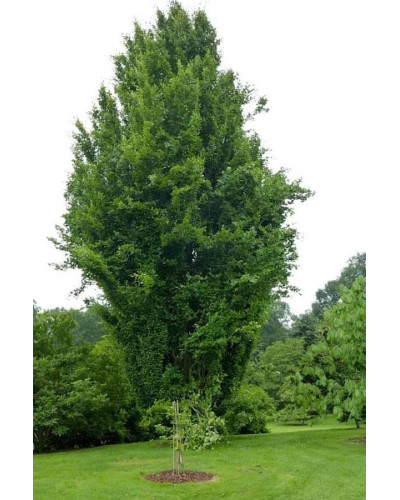 Бук лісовий Девік | Fagus sylvatica Dawyck | Бук лесной Дэвик