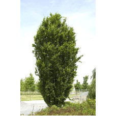 Бук лісовий Девік | Fagus sylvatica Dawyck | Бук лесной Дэвик
