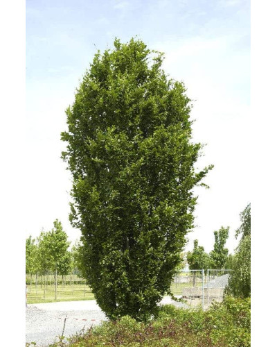 Бук лісовий Девік | Fagus sylvatica Dawyck | Бук лесной Дэвик