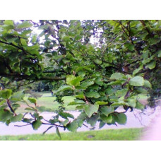 Бук лісовий Девік | Fagus sylvatica Dawyck | Бук лесной Дэвик