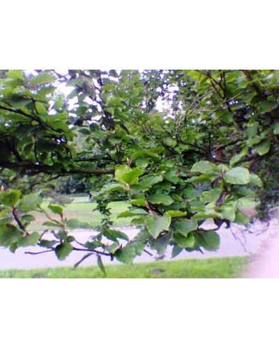 Бук лісовий Девік | Fagus sylvatica Dawyck | Бук лесной Дэвик