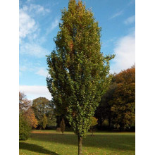 Бук лісовий Девік | Fagus sylvatica Dawyck | Бук лесной Дэвик