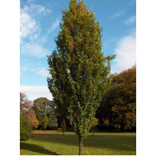 Бук лісовий Девік | Fagus sylvatica Dawyck | Бук лесной Дэвик